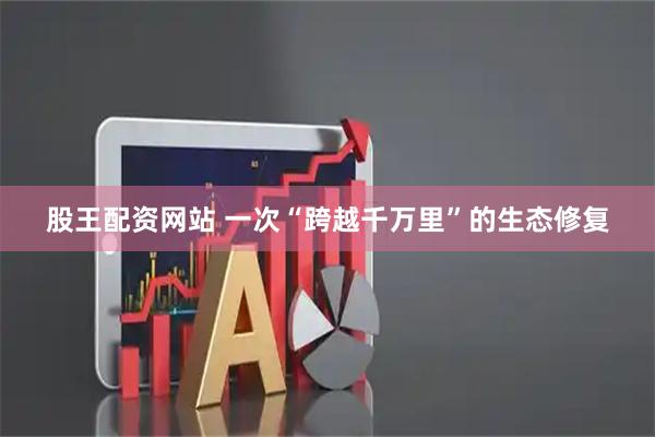 股王配资网站 一次“跨越千万里”的生态修复